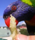 Rainbow-lorikeet-closeup-eating-apple