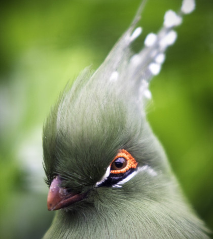 Schalow's_Turaco