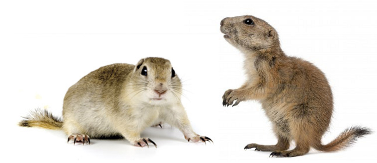 Diferenciar Ardillas Richardson De Perritos De Las Praderas Infoexoticos