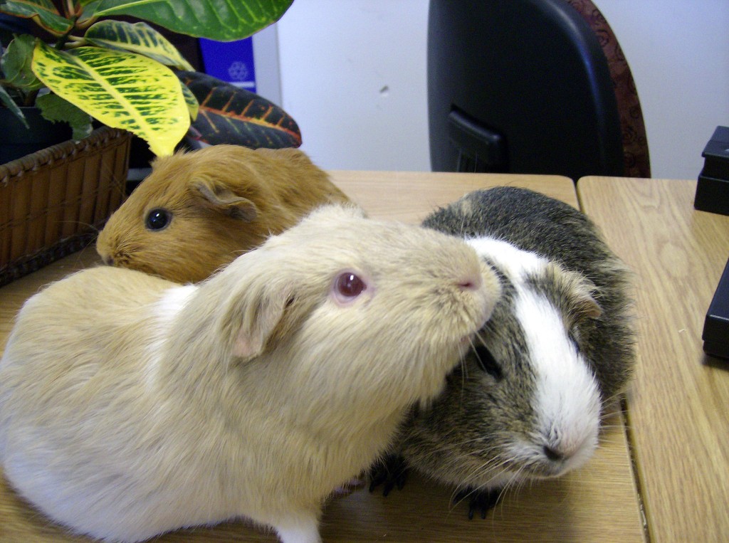 Three_guinea_pigs_(Cavia_porcellus)_at_Keswick_Public_Library