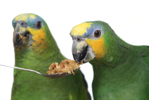 amazon-parrots-eating-cooked-bird-food