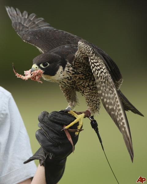 australia-peregrine-falcon-2009-12-8-21-41-4