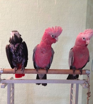 baby-parrot-galah-rose-breasted-cockatoo-51c8c4f7d02ca