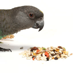 bird-food