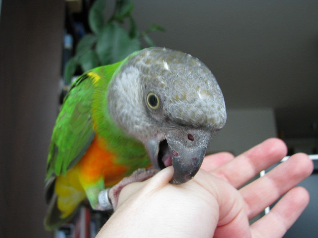 biting-parrot-1024x768