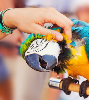 blue-and-gold-macaw-loving-getting-petted