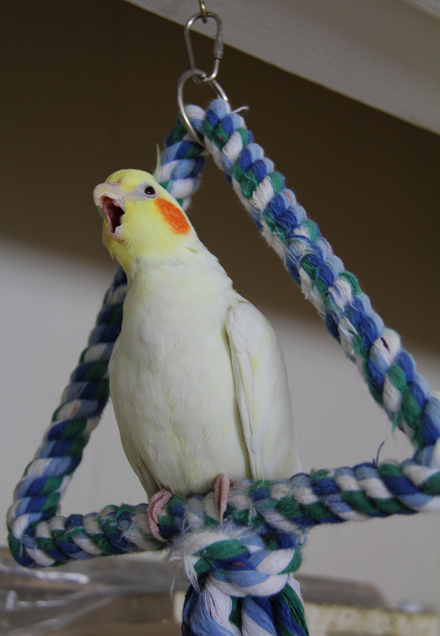 cockatiel_yawn__by_dream_in_colour-d4s1i4q