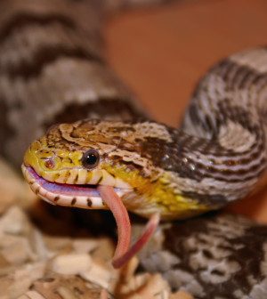 A Corn Snake Eating A Mouse