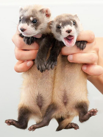 cute-ferrets