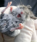 cute-little-mouse