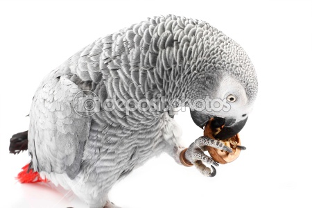 dep_2554912-gray-parrot-jaco-eating-walnuts