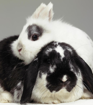 dwarf-eared-rabbit-leaning-over-lop-eared-rabbit-close-up-michael-blann