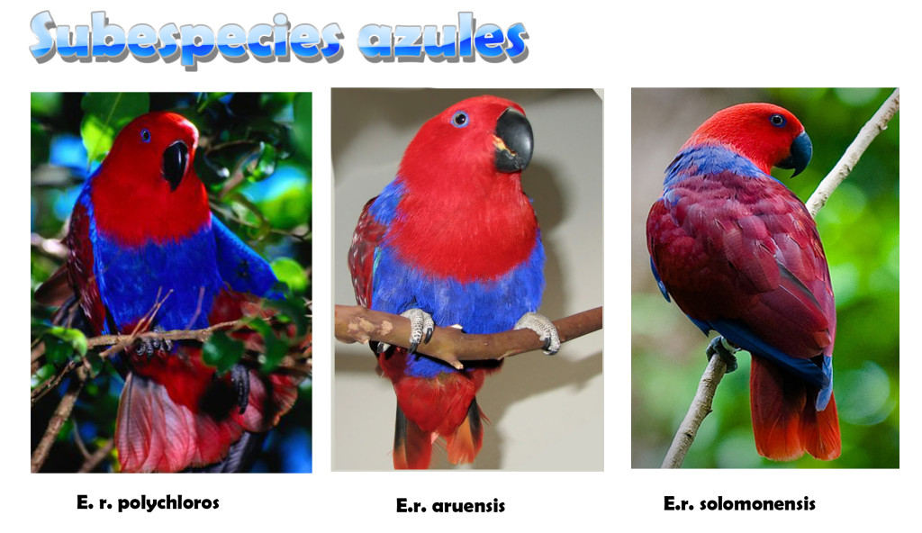 eclectus