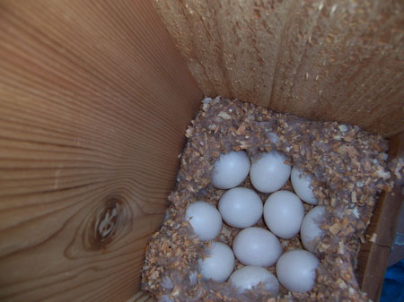 eggs2011