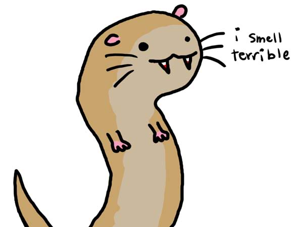 ferrets-are-gross
