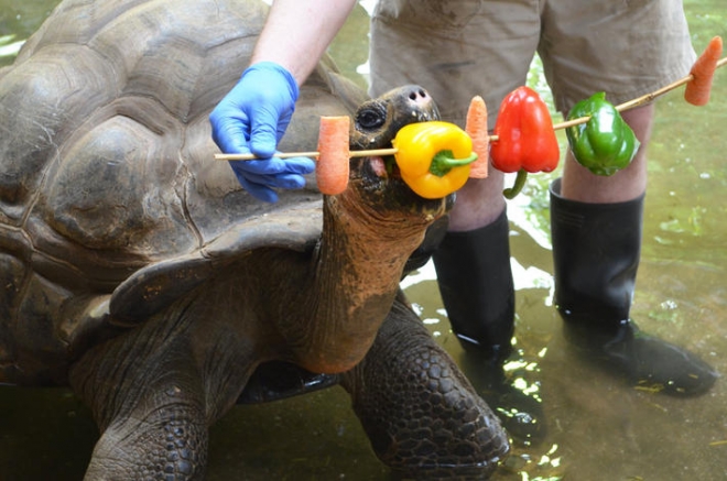 galapagos-tortoise-eating-peppers-and-carrots-14104