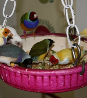 gouldian-finches-eating-mealworms