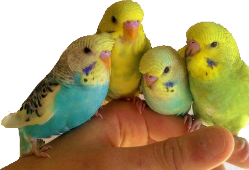hand-reared-baby-budgies-for-sale-5204ead18f99f