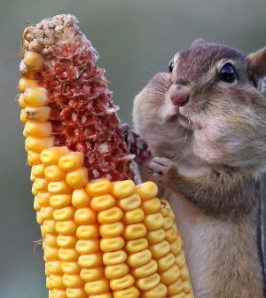 hd-chipmunk-wallpaper-with-a-chipmunk-eating-corn-wallpapers-backgrounds-pictures-photos