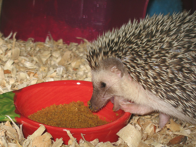 hedgehog-eating-treats