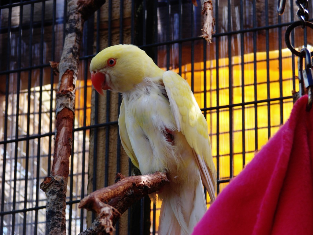 island-parrot-sanctuary-101