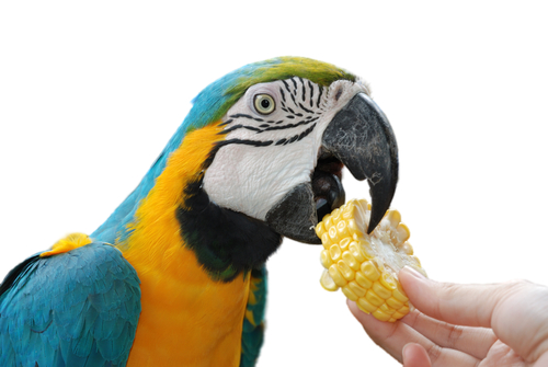 macaw corn
