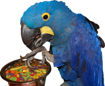macaw-pellet
