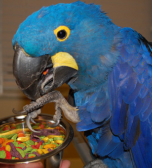 macaw-pellet