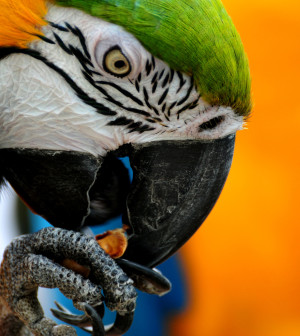 macaw_hd-other