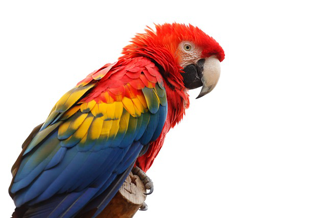 macaw_png_by_msgrassisgreener-d6cbim8