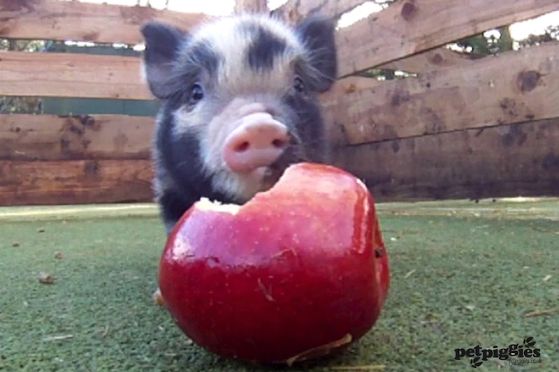 micro-pig-eating-apple