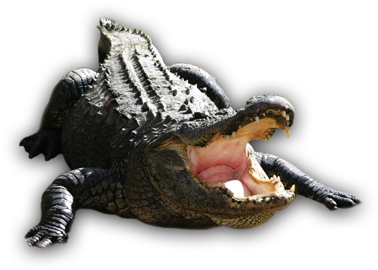 nationwide-alligator