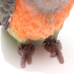 parrot-feet