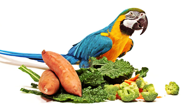 parrot-food_800