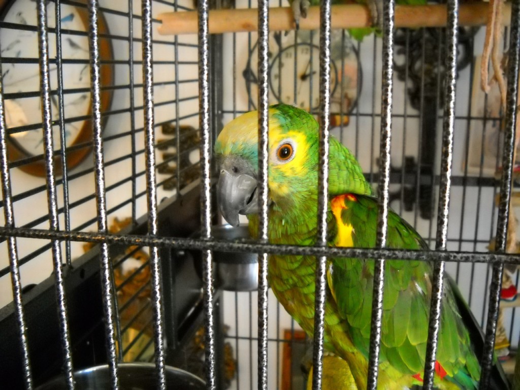 parrot-in-cage-1024x768
