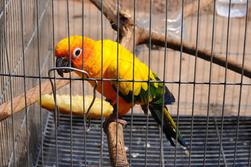 parrot_cage