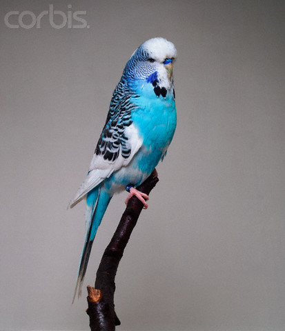 Sky Blue and White Dominant Pied Budgerigar Cock