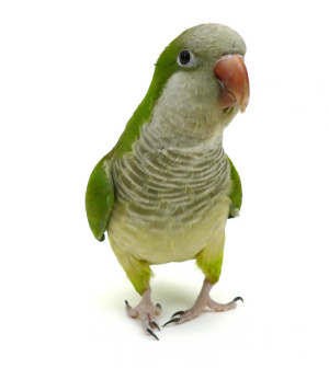 quaker parrot isolated on white