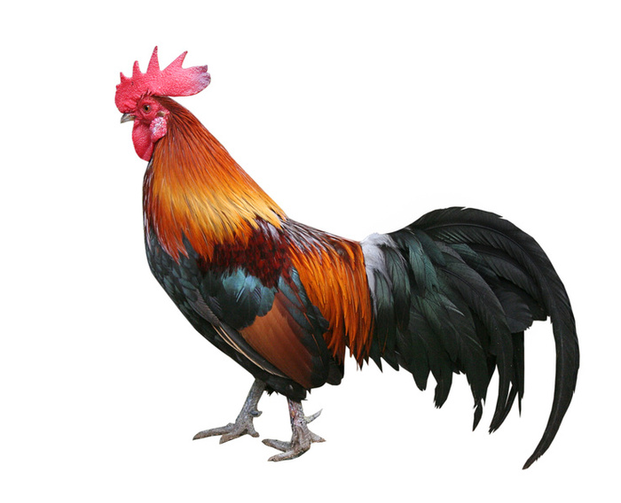 rooster-2