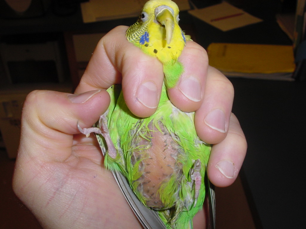 severely-obese-budgie2