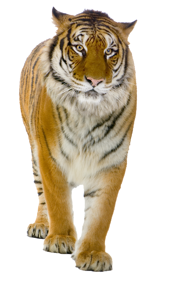 tiger_png_by_lg_design-d4xb4ty
