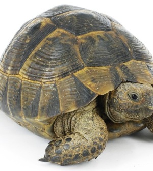 tortoise-02