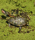 turtle-pond