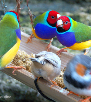two_gouldian_finches_hold_a_conversation_at_the_trough7