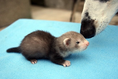 visit-the-vet-regularly_7-tips-on-caring-for-ferrets