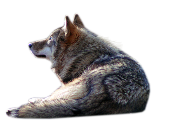 wolf_png_by_scyllawolf-d6dsr70