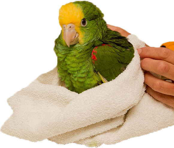 young-amazon-parrot-7054